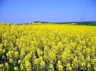 СРОЧНО РАПС САМОВИВІЗ ГОРИТЬ КОНТРАКТ 