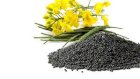 Закупаюємо ріпак та с/г продукцію, Одеська обл.