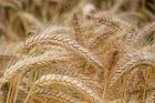 Семена озимой пшеницы "Наснага" (остистая, элита)
