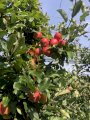 Продам яблоки, Гала Маст, Лиголь, Чемпион урожая 2021 года 