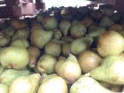 Продам Грушу