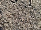 Закупаем деловой сор и отходы зерновых.