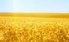 Насіння озимої пшениці Мудрість Одеська