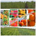 Саженцы крупноплодных сортов персика, нектарина, абрикоса. Опт и роз.