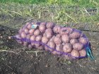 Продам товарный картофель. Сорт Ривьера, Белла Роса, Эроу.
