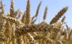 озимая пшеница Нива одесская лидер урожая 