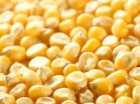 Куплю Кукурудзу по 1Ф.По всій Україні