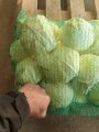 Закуповуємо моркву, капусту, буряк 1-го та 2-го ґат.