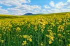 Закупаю рапс ГМО