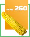 Семена кукурузы Фиеста  (ФАО 260) Галатея