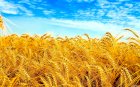 Продам Пшеницу 4 класс на условиях CPT, FOB, CIF, DAP, DAT