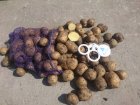 Фермерське господарство реалізує картоплю товарну 