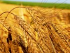 Пшениця від виробника, 2, 4 класу врожаю 2022 року