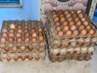 Продам домашні яйця 