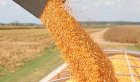Закуповуємо кукурудзу в великих обсягах м.Чорноморськ