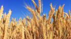 Продам Пшеницю 2-3кл (8000т) 