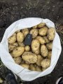 Підприємство реалізує молоду картоплю 