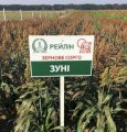 Зернове сорго Зуні, 65-80 днів, урожаю 2021, 2023