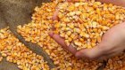 Польская фирма AgroTorg Sp. z o.o. закупает зерно кукурузы