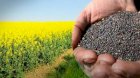 Куплю ріпак гмо та негмо по західній Україні, Волинська обл.