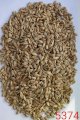 Продам спельту не обрушену (лат. Triticum spelta)- 1000т.