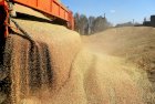 Пшеница на продажу. 1000 тонн