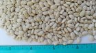 Продам квасолю- 450т.,  сорт- "Паудер Хорн" (біла, плоска), 