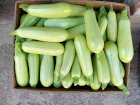 Продам кабачок оптом Арал