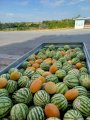 Кавун з поля