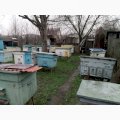 Продам сім'ї бджіл, відводки