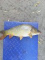 Продам живу рибу