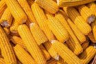 Куплю Кукурудзу по всій Україні