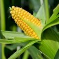 Купляємо Кукурудзу 1ф\3ф