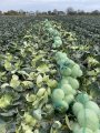 Продам капусту сорт Агресор 