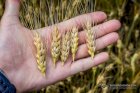 Продам пшеницю фураж 200 тонн, Кіровоградська обл, Олександрія