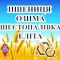 Насіння озимої пшениці ШЕСТОПАЛІВКА Еліта 2025р