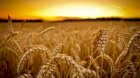 Закуповуємо пшеницю фураж 