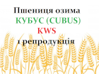 Насіння озимої пшениці Кубус / Cubus KWS