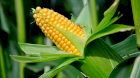 Продам кукурудзу, пшеницю, соняшник з доставкой по Європі