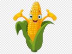 Продам кукурудзу найвищої якості