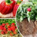 Клубника розсада свіжокопана. Розсада полуниці - великий виб
