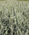 Насіння ярої пшениці Кітрі 1 репродукція