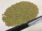 Чечевица зеленая, сочевиця зелена, lentils 2025