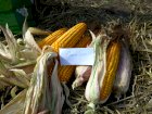 Семена кукурузы  Гран 310 (ФАО 250)  от ВНИС