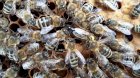 Продам плодные меченые пчелиные матки Карпатской породы 2020г.