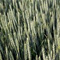 Пшениця озима ФАУНУС (ЕЛІТА)
