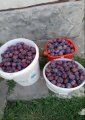 ПРОДАМ СЛИВУ, ОПТ