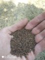 Продам семена Фацелии Винница.