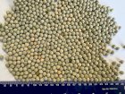 ГОРОХ ЗЕЛЕНИЙ (Green Peas)