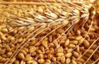 ТОВ ХАФКО закупка пшеницы